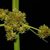 Cyperus difformis L.